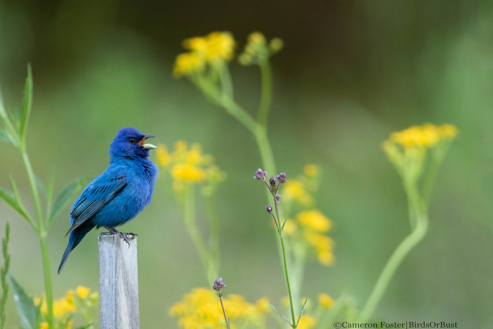 Indigo bunting bird perches among yellow flowers